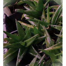 Black Gem Aloe Alorthia 1 Plants Herb Succulents Hanging Basket Pot